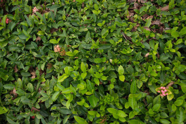 istock Bush with smallleaves and bright green young foliage as the background 1163327366