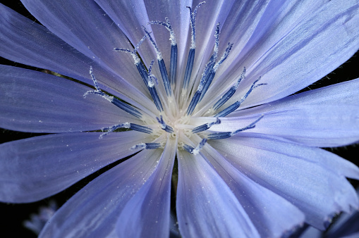 Common Chicory or Cichorium intybus flower blossoms commonly called blue sailors, chicory, coffee weed, or succory is a herbaceous perennial plant. Close up. Selective focus. Shallow DOF.