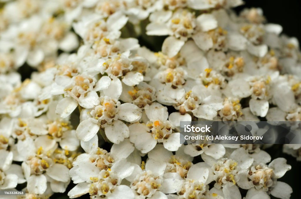 Planta De Achillea Millefolium Coronada Por Cabezas Planas De Flores Blancas Brillantes Nombres Comunes Yarrow Yarrow Común Enfoque Selectivo Foto De Primer Plano Profundidad De Campo Poco Profunda Fondo Difuminado Foto de Planta De Achillea Millefolium Coronada Por Cabezas Planas De Flores Blancas Brillantes Nombres Comunes Yarrow Yarrow Común Enfoque Selectivo Foto De Primer Plano Profundidad De Campo Poco Profunda Fondo Difuminado Foto de