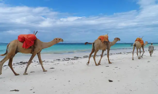 Camels crossing a white beach next to a turquoise ocean.