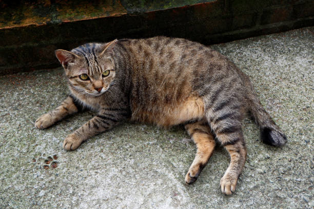 istock Pregnant Asian Cat Relaxing / Lying on the Floor 1163328433