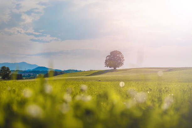 Idyllic landscape scenery in summer: Tree and green meadow, blue sky