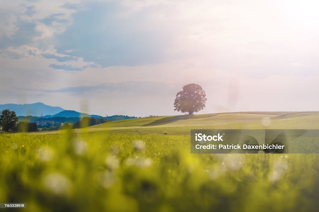 Idyllic landscape scenery in summer: Tree and green meadow, blue sky Tree is standing on a fresh green field. Nobody, idyllic landscape scenery Landscape - Scenery Stock Photo