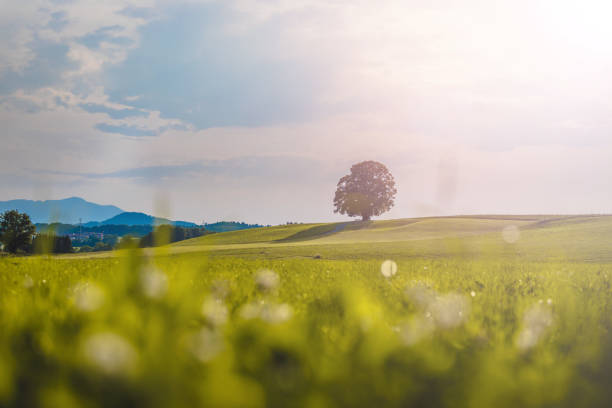 Idyllic landscape scenery in summer: Tree and green meadow, blue sky Tree is standing on a fresh green field. Nobody, idyllic landscape scenery wide field stock pictures, royalty-free photos & images