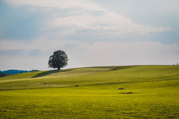 istock Idyllic landscape scenery in summer: Tree and green meadow, blue sky 1163328540