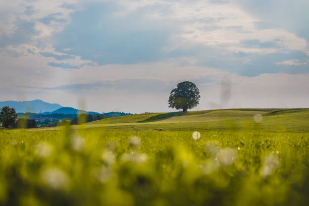 istock Idyllic landscape scenery in summer: Tree and green meadow, blue sky 1163329318