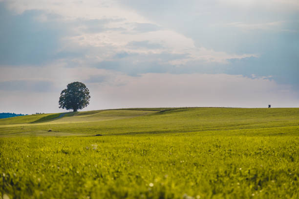 istock Idyllic landscape scenery in summer: Tree and green meadow, blue sky 1163329354