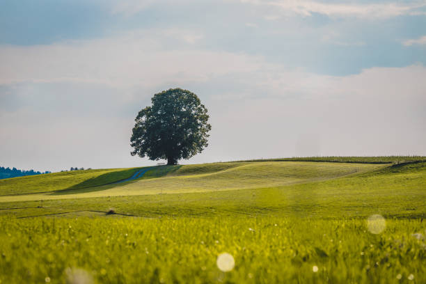 istock Idyllic landscape scenery in summer: Tree and green meadow, blue sky 1163329414