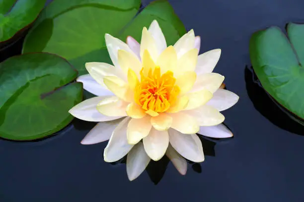 Beautiful Photo of White Waterlily Flower Blooming in the Pond