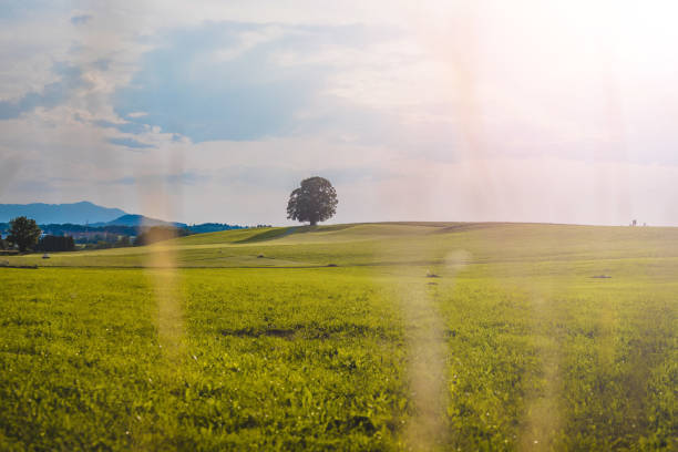 istock Idyllic landscape scenery in summer: Tree and green meadow, blue sky 1163329625