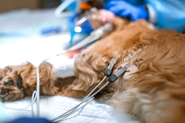 istock the dog is anesthetized on the operating table in a veterinary clinic 1163329883