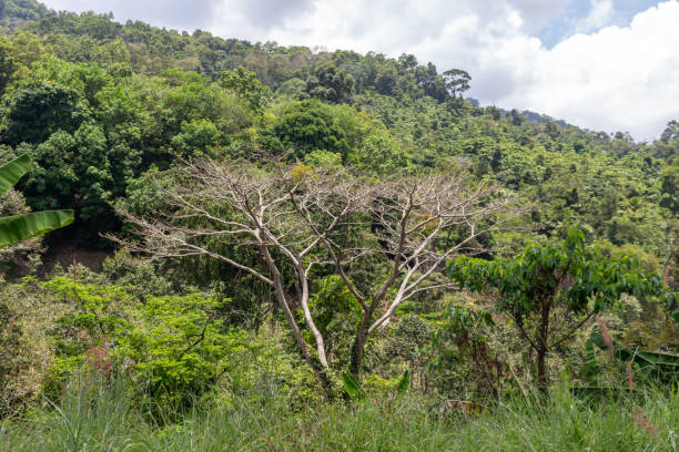 istock Wild jungle trees in the jungle 1163330468