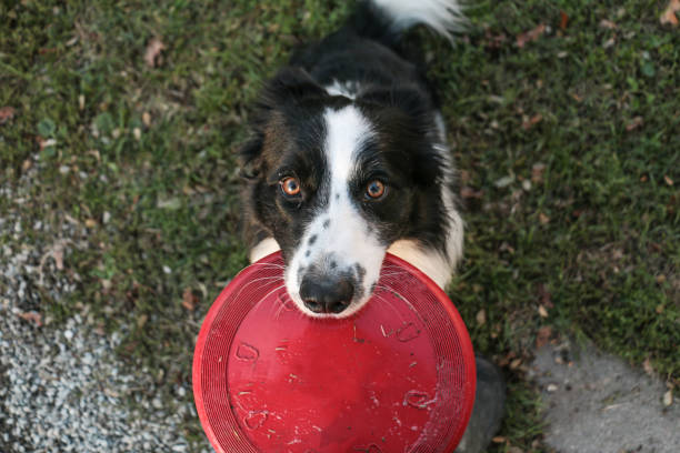 istock Border collie with fresbee 1163330945