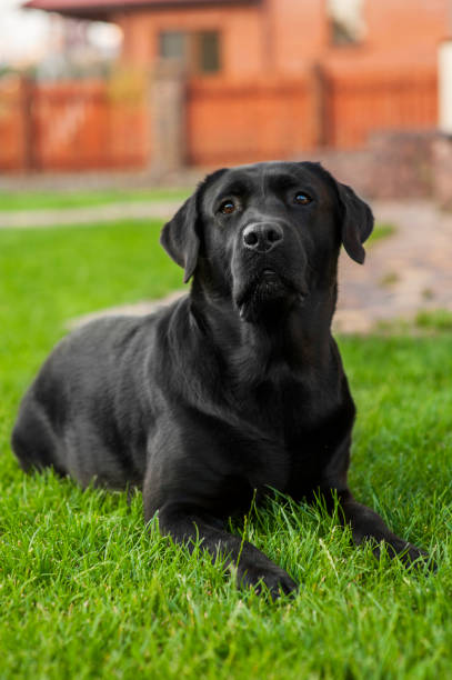 istock Black Labrador Retriever on the green grass 1163331994