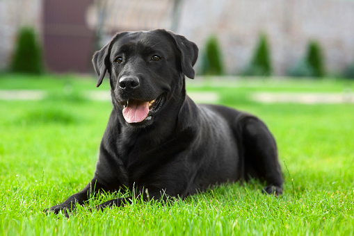 Black Labrador retriever lies on the green grass outside the house