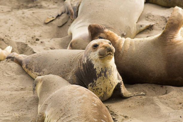 istock elephant seals at a beach in california 1163335901