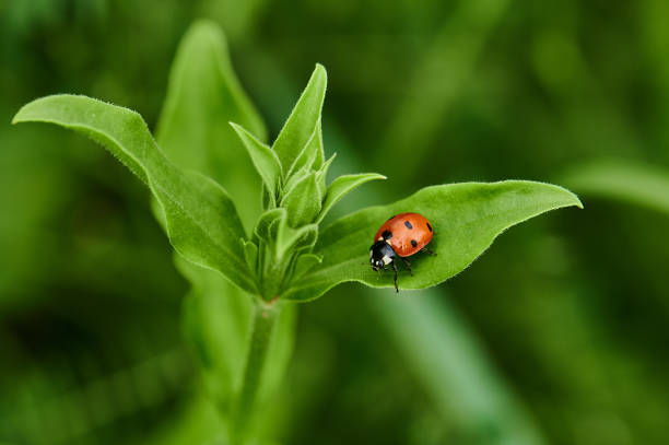 istock Macro of a ladybug on a plant in a meadow 1163336533