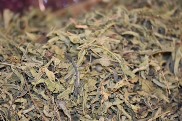istock Assortment of dry tea 1163336917