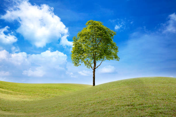 istock landscape of green grass field with tree and blue sky with white clouds 1163339299