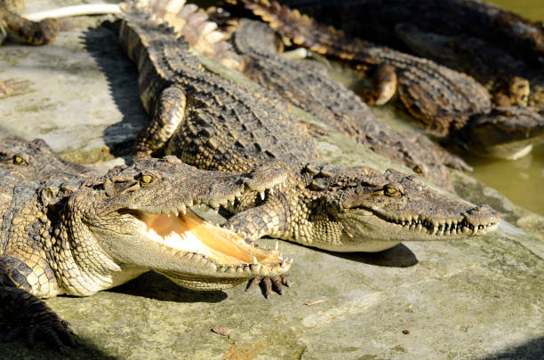 istock Freshwater crocodile, Siamese crocodile in close farm. 1163340998