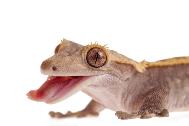 istock Crested gecko with Metabolic Bone Disease on isolated white background 1163342297