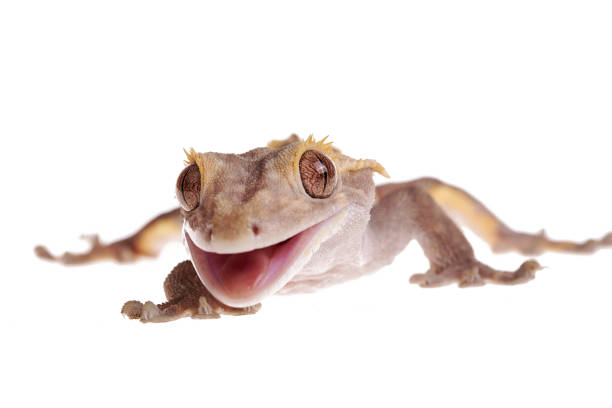 istock Crested gecko with Metabolic Bone Disease on isolated white background 1163342298