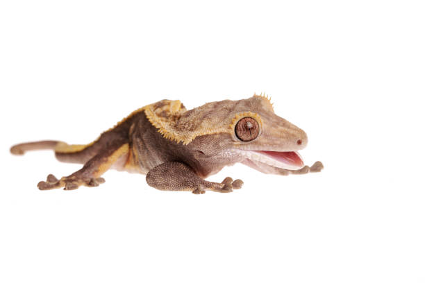 istock Crested gecko with Metabolic Bone Disease on isolated white background 1163342300