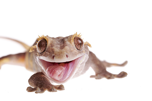 MBD Crested gecko on isolated white background