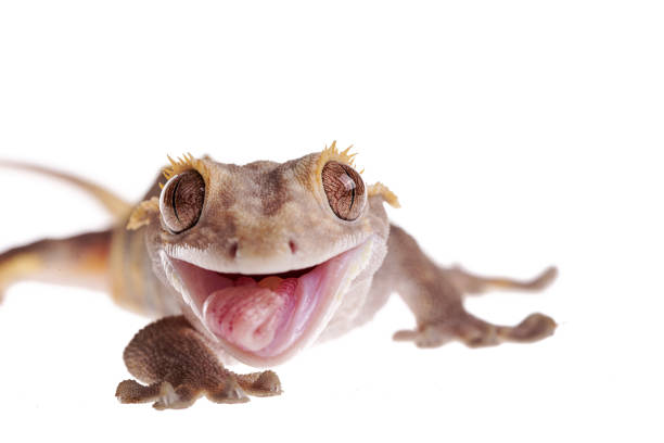 Crested gecko with Metabolic Bone Disease on isolated white background stock photo