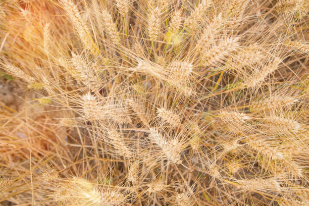 istock cereals under the soft light of the sunset 1163342458