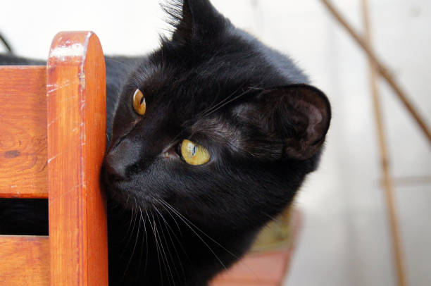 istock portrait of a hidden cat 1163343472