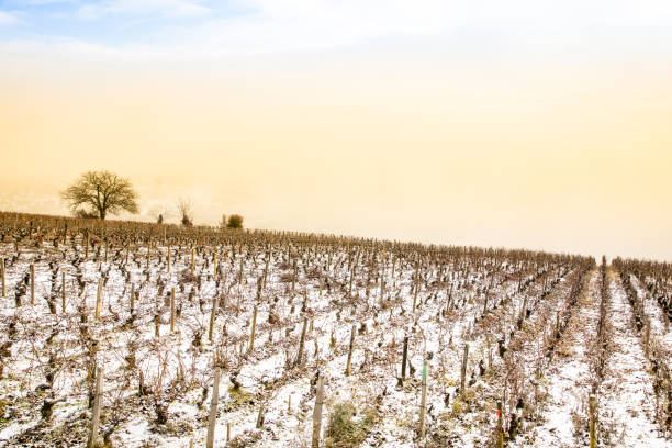 istock Burgundy Vineyard, France 1163344699