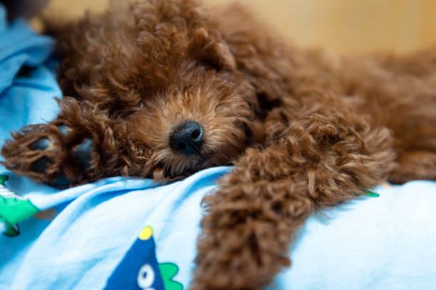 istock Poodle dog is lying and sleeping in boy's lap 1163344775