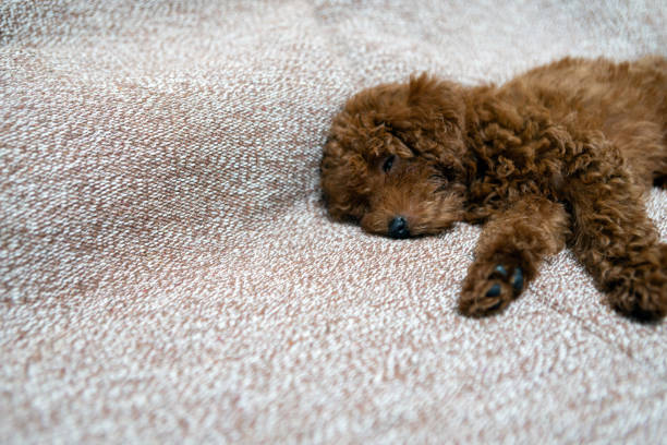 Poodle dog is lying and sleeping on sofa