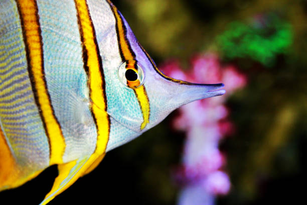 copperband butterflyfish - (chelmon rostratus) - copperband butterflyfish zdjęcia i obrazy z banku zdjęć