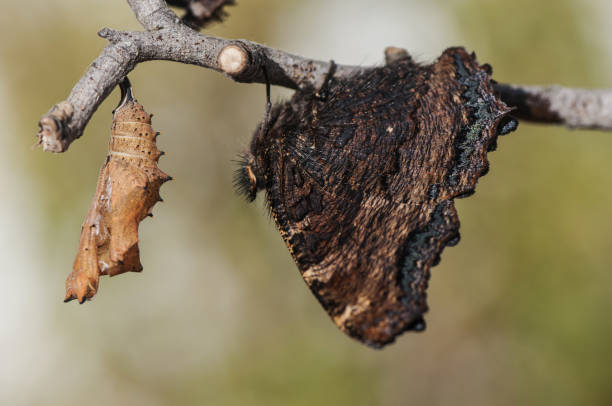 istock Nymphalis polychloros The large tortoiseshell beautiful butterfly which lays the eggs in fruit trees can become a plague for them 1163346838
