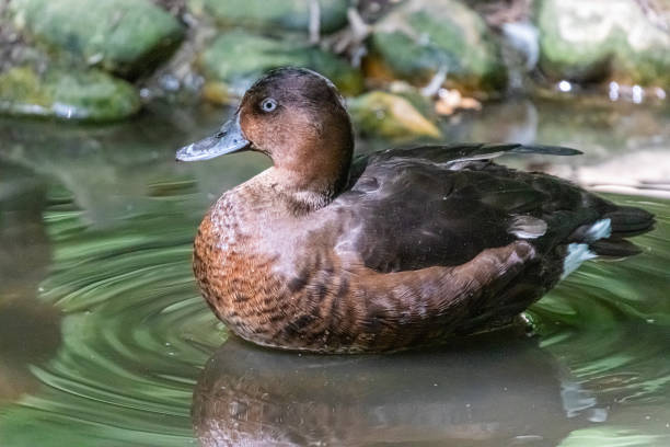 istock whistling duck in close up 1163348227