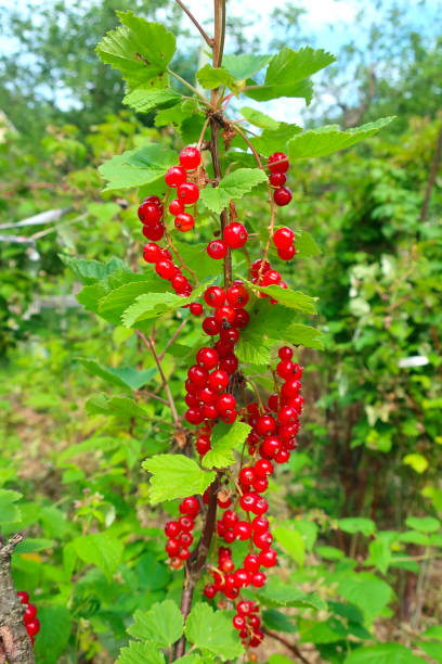 istock Red currant branch. Ripe berries in nature 1163348403
