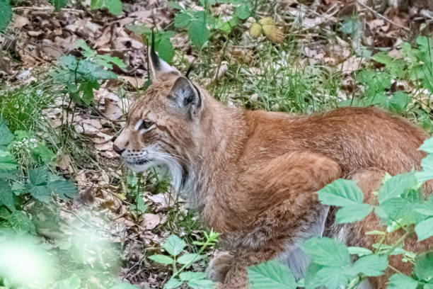 istock European lynx close up 1163348546