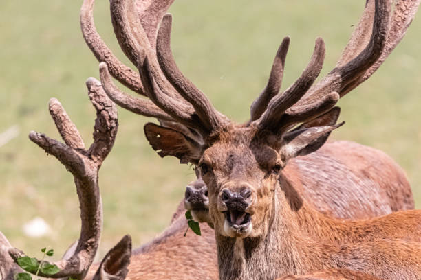 istock horde of deer in close-up 1163348805