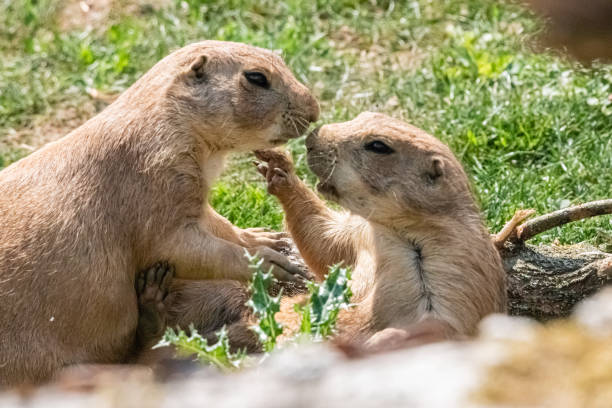 istock prairie dog in close up 1163349364