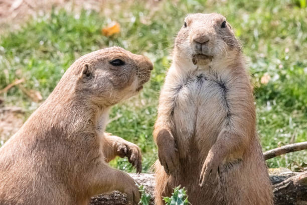 istock prairie dog in close up 1163349893