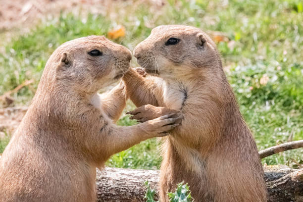 istock prairie dog in close up 1163349896