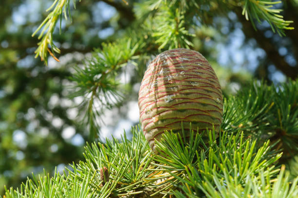 istock Cone of a Lebanese Cedar (Cedrus libani) 1163349938