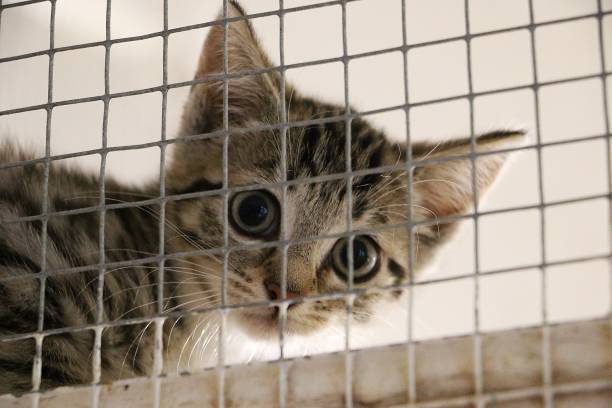 shy small kitten is sitting behinde the fence and waiting for his new humans small shy kitten behind the fence bianca stock pictures, royalty-free photos & images