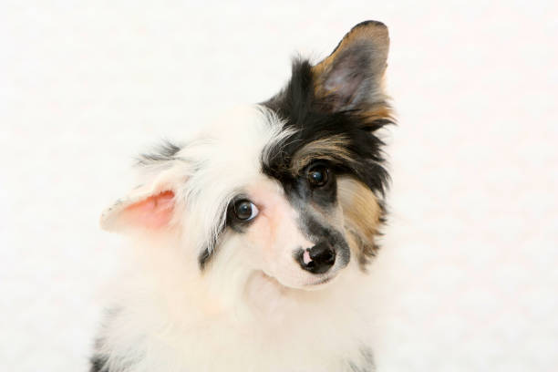 istock Portrait of Chinese crested closeup. 1163351361
