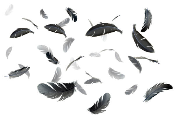 istock Black feathers floating in the air, white background 1163351634