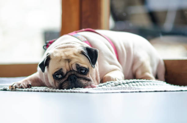 Funny Sleepy Pug Dog with gum in the eye sleep rest on floor. Funny Sleepy Pug Dog with gum in the eye sleep rest on floor eye candy stock pictures, royalty-free photos & images