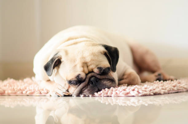 istock Pug dog Sleeping and take some rest, dog sleeping and dreaming on the floor 1163352893