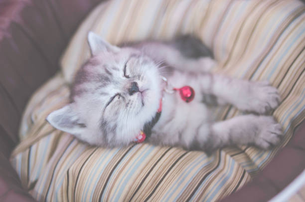istock little kitten lies comfortably on a fluffy blanket bed. 1163353151